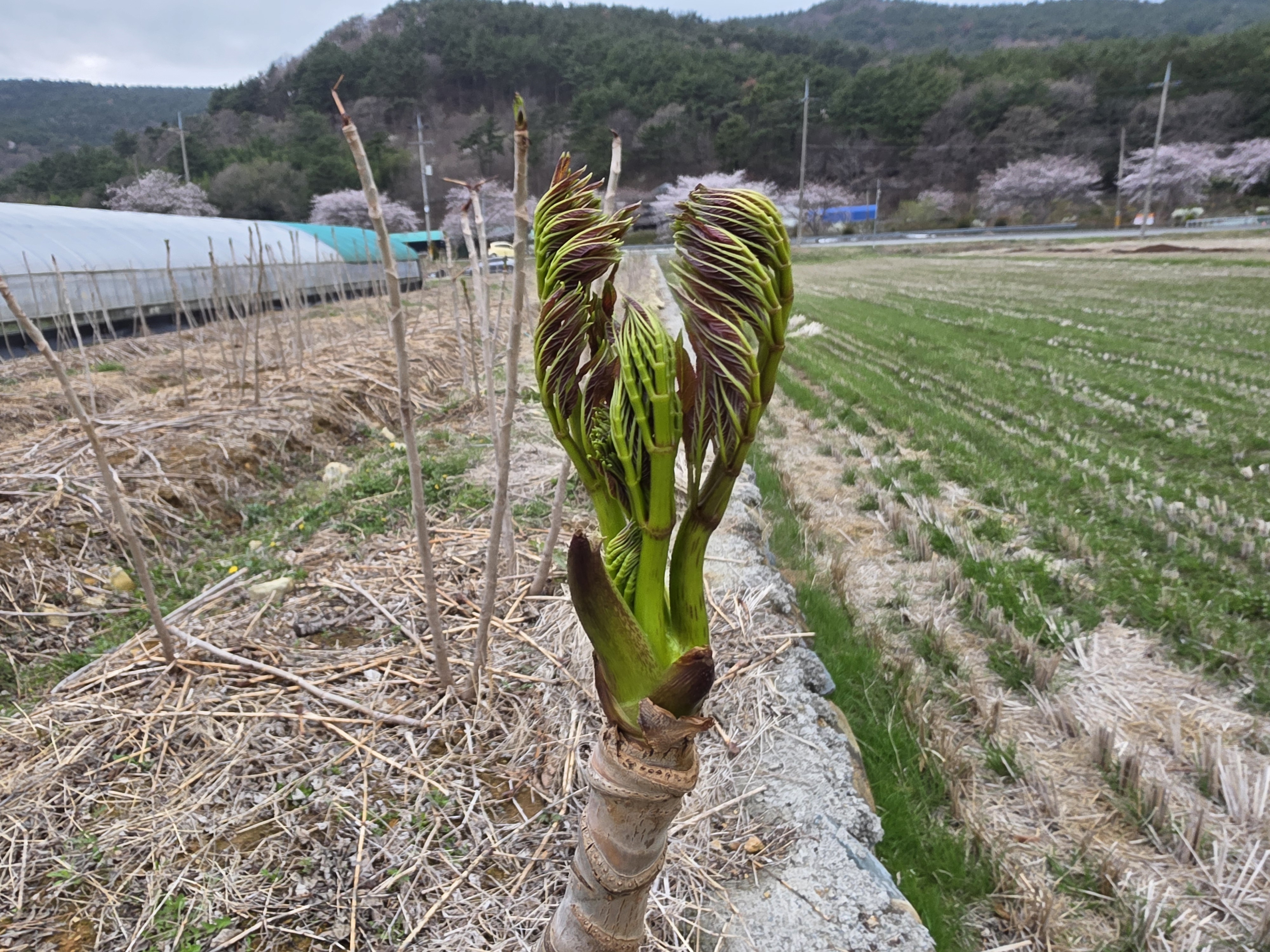 두릅 부자 5